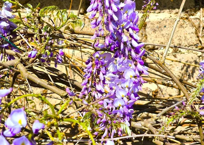 Tranquillite * Эльбёф