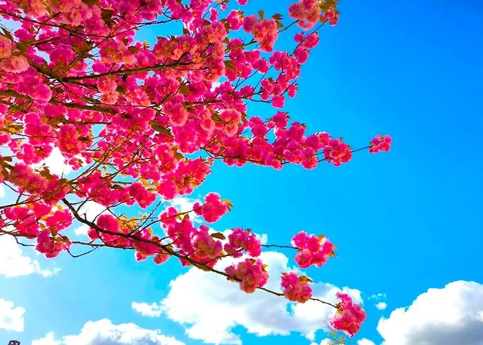 Tranquillite Апартаменты Эльбёф